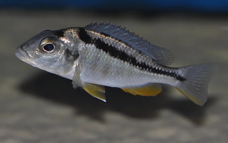 Mylochromis sphaerodon 'Senga Bay'